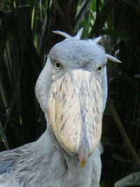 素朴な質問ですけど ハシビロコウでもヒナから飼ってたらインコさん Yahoo 知恵袋