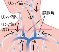 解剖学の問題です 静脈角とはどの静脈が合流しますか 鎖骨下静脈 Yahoo 知恵袋