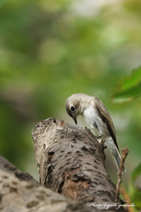 手持ちで野鳥撮影したくて カメラの購入を考えてます 今まで コンデ Yahoo 知恵袋