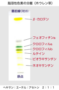 在庫処分セール 光合成色素分離セット Tlc 5 5人分 50 Off Allentownfencerepair Com