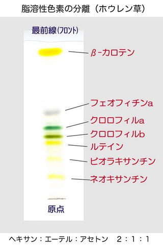 高1の生物です薄層クロマトグラフィーと抽出液を使って抹茶粉末の Yahoo 知恵袋