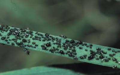 ニラにびっしりついたこの黒い虫はなんでしょうか 何度かニラご Yahoo 知恵袋