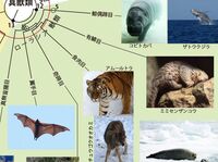 馬と鹿 並べて使われるくらい近しい動物だと思うのですが 分類を見てみると鹿は Yahoo 知恵袋
