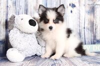 この犬の犬種ってなにかわかりますか 顔のバランスがハスキーとは少々異 Yahoo 知恵袋