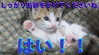 猫がご飯にエアー砂かけをする意味はなんでしょうか 最近は 自分のご飯だ Yahoo 知恵袋