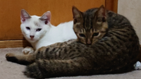 日本猫 でブルーアイの猫は 白猫しかいませんか 日本猫と Yahoo 知恵袋