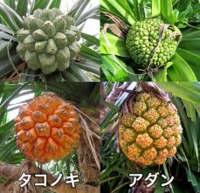 沖縄で見つけたこれはなんですか タコノキです 県内では街路樹として植 Yahoo 知恵袋