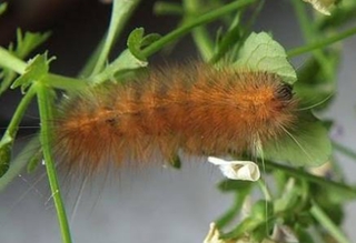 樹木が無く 主に雑草とコケだけの庭で茶色の毛がふさふさと生えている毛虫 Yahoo 知恵袋