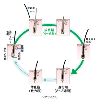 陰毛 抜け やすい 時期