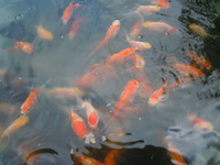 金魚が鼻上げ をしてパクパクして泡 を作ってその泡を食べます エアレーションは Yahoo 知恵袋