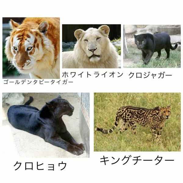 白い虎 ホワイトタイガー がいますが白いライオン白い豹白いチータ Yahoo 知恵袋