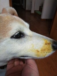 犬がユリの花のにおいを嗅いだだけで死に至ることはあるのでしょうか そん Yahoo 知恵袋