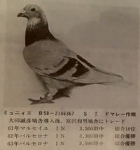 日本鳩レース協会と日本伝書鳩協会では 入会するには どちらがいいですか Yahoo 知恵袋