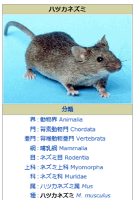ネズミ最近昼間に庭でネズミがウロウロしているのをよく見かけます 何ネズミ Yahoo 知恵袋