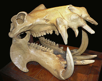 カバ最強説が出てますが 理由はなんですか カバ 大人しく Yahoo 知恵袋