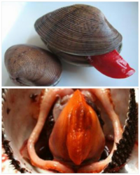 ニタリガイはニタリと笑うのですか 貝が笑うなんて哲学的だと思いませんか Yahoo 知恵袋