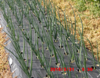 玉ねぎの苗の根を切って植えたら良いと本に書いてありました ２ Yahoo 知恵袋