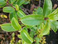 この植物は何ですか 庭に生えてました クロガネモチの幼木に見えます 葉の Yahoo 知恵袋