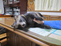 きつね たぬきは家でペットとして飼えますか 家の広さとか物理 Yahoo 知恵袋