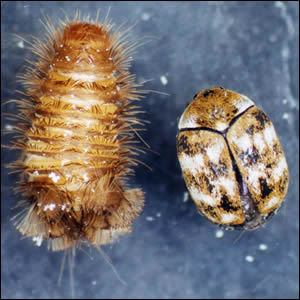この虫なんて名前ですか… - こたつ布団を押し入れから出したら大量に着