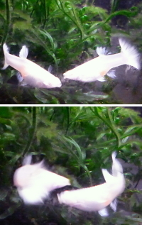 グッピーのメスが餌をあげると凶暴になります 30センチ水槽でメス1匹オス Yahoo 知恵袋