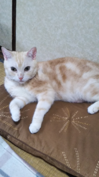 猫の名前が わこ っておかしいですか Fwf ねこねこ55タマの巻どうしてそ Yahoo 知恵袋