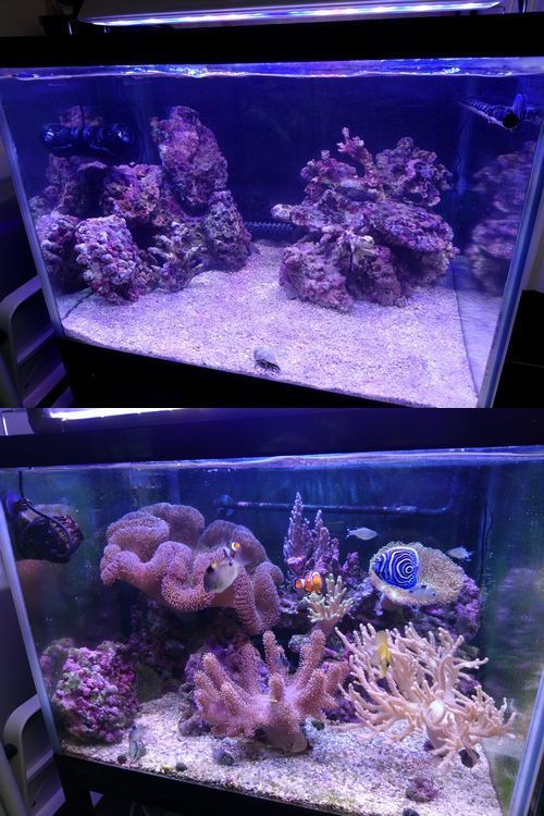 アクロTRIANGLELEDMARINE600についてですが評価は