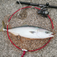 シマノの磯竿17ホリデー磯5号530pts で青物の泳がせ釣りをしよ Yahoo 知恵袋