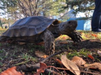 昨晩相棒で出ていたリクガメの種類はなんという種類でしょうか Yahoo 知恵袋