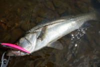 隅田川の造船所の近くで釣りをしている方が結構いますが 食べるんですか Yahoo 知恵袋