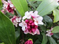 沈丁花の花の色は何種類ありますか 白は持っているので真っ赤な沈丁花を追加したい Yahoo 知恵袋