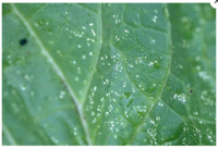 小松菜栽培で伺います 葉の裏に白い卵のようなものが付きます 防除方法教 Yahoo 知恵袋