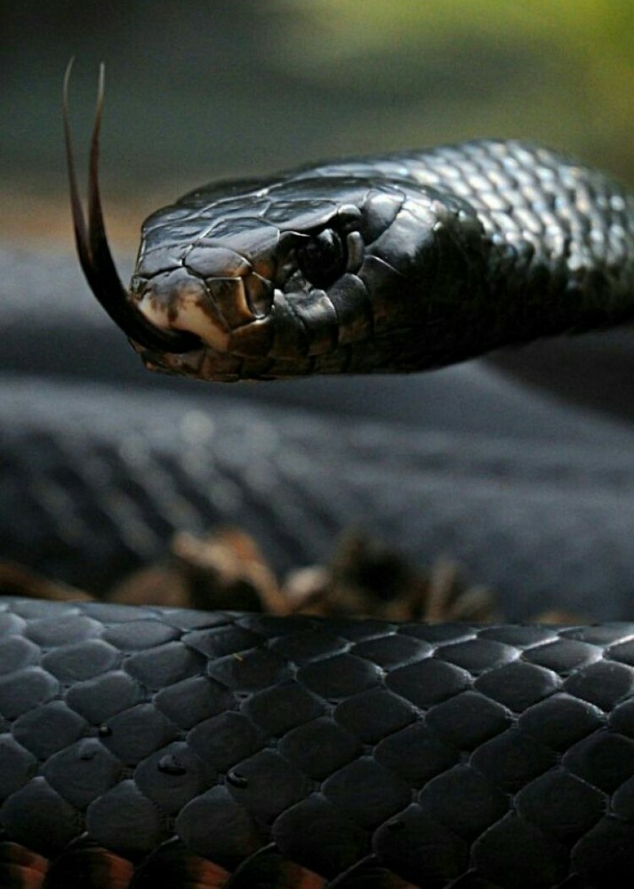白蛇か黒蛇の画像ください 待ち受けにしたいのですが 気持ち悪くて調べら Yahoo 知恵袋