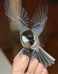 鳥の写真の撮り方について質問です 文鳥 2か月 を飼ってます ま Yahoo 知恵袋