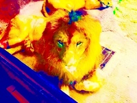 オオカミとライオンはどちらが強いですか それは 単純な Yahoo 知恵袋