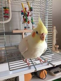 オカメインコを飼っているのですが名前を呼ぶと はっ と言い怒るのです ネット Yahoo 知恵袋