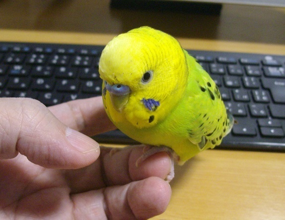 飼っているセキセイインコが本当に可愛いくて愛しいです 笑 フォル Yahoo 知恵袋