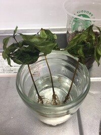 至急です 無印で買ったハイドロカルチャーのコーヒーノキの元気がありません Yahoo 知恵袋