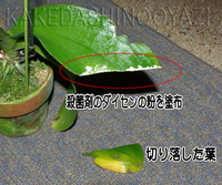 胡蝶蘭の葉水のあげ方などについてお願いいたしますスプレーで葉水だけあげ Yahoo 知恵袋