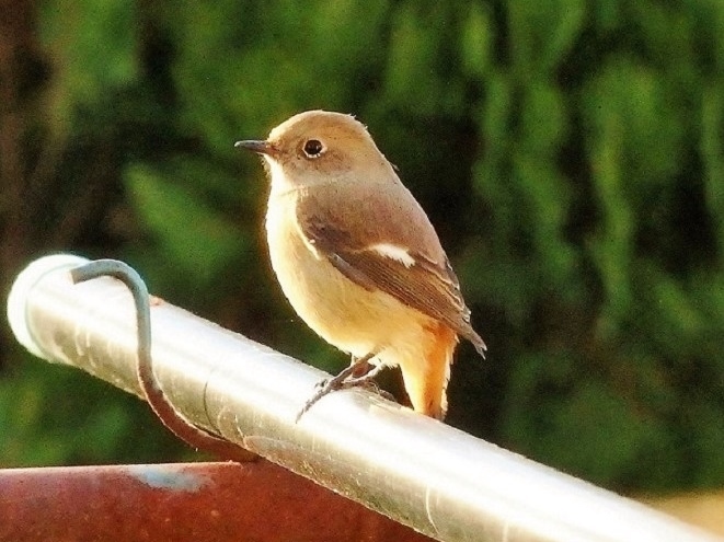 最近、スズメに似た鳥が庭に来るんですけど丸々と太っていて、大きい