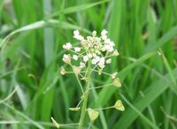 ぺんぺん草 とはどのような植物ですか ぺんぺん草はアブラナ科ナ Yahoo 知恵袋