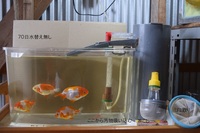45cm規格水槽で金魚は終生飼育できますか 本当は60規格水 Yahoo 知恵袋