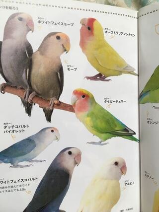 １週間前にコザクラインコを飼いました ペットショップで Yahoo 知恵袋