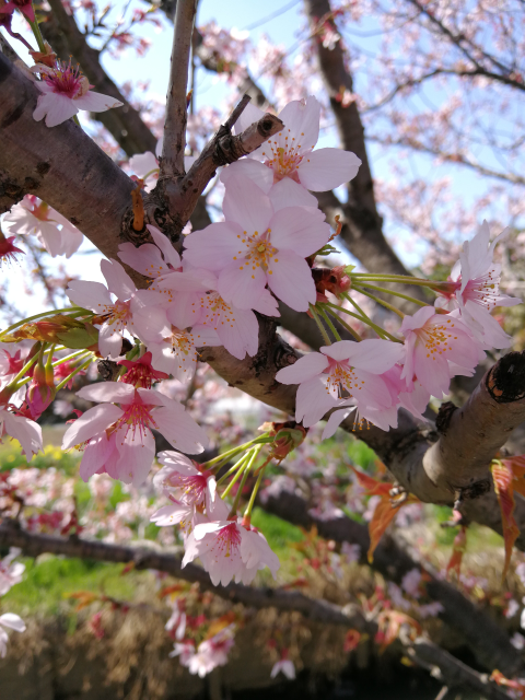 これは河津桜ではないですよね カンザクラの様に思います 以下のリ Yahoo 知恵袋