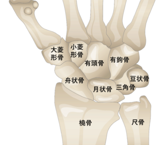 有頭骨と接していない花はなんですか これは自分で調べるべき大菱形骨か Yahoo 知恵袋