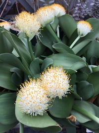 株分けしてもらったハエマンサス マユハケオモト です 寒くなってから部屋 Yahoo 知恵袋