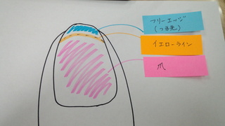 この人差し指の爪は深爪ですか 普通ですか Yahoo 知恵袋