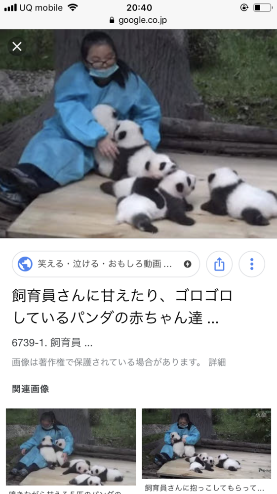 パンダは 哺乳類らしいですか やはり大きくなると 熊並みに 人を Yahoo 知恵袋