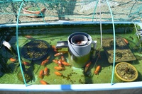 屋外のプラ舟で金魚を飼おう思っています 第一候補はコメットです 島根県 Yahoo 知恵袋