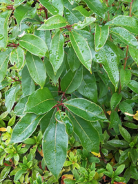 庭木の質問です ヒメシャラの木が枯れてしまったのですが 近くから写真の木 Yahoo 知恵袋